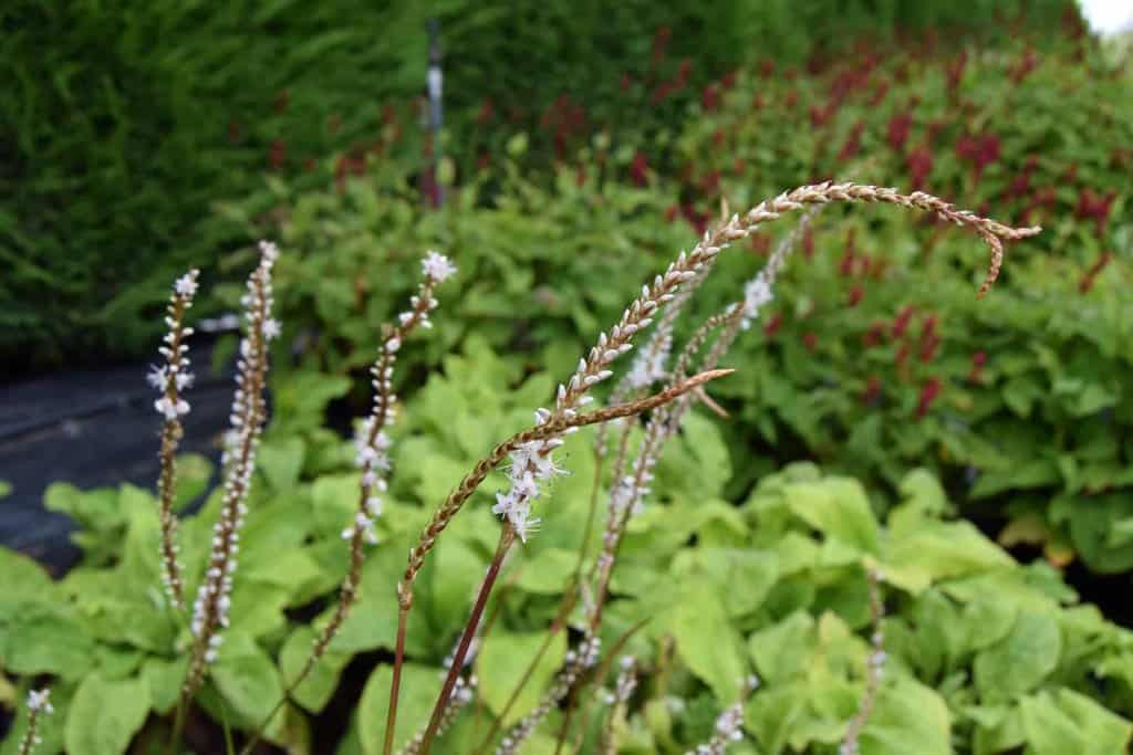 Persicaria amplexicaulis 'Alba' ---